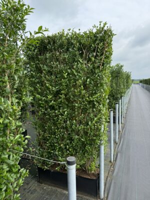 Ligustrum ovalifolium 200x100x30 plantzak
