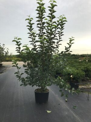 Malus 'Evereste' C20