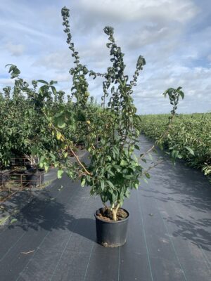 Mespilus germanica C20