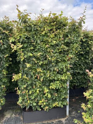 Parrotia persica 200x100x30