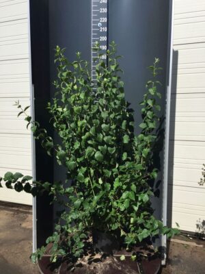 Philadelphus 'Schneesturm' C20