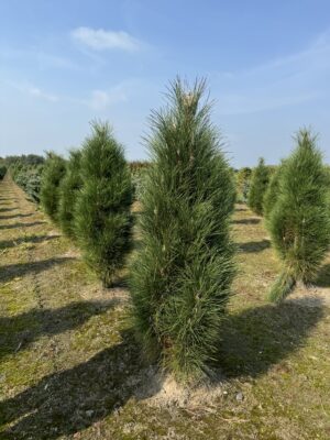 Pinus nigra ‘Green Tower’ drkl