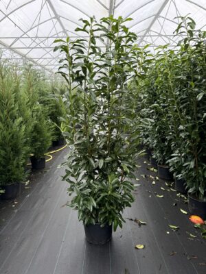 Prunus l. ‘Genolia’ C20