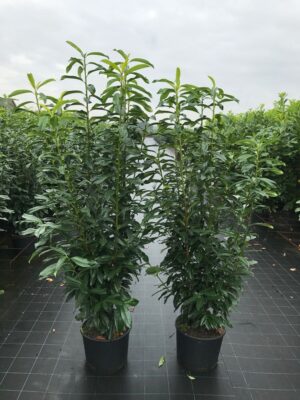 Prunus laur. 'Genolia' C20