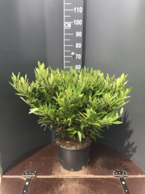 Prunus laur. 'Otto Luyken' C20