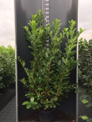 Prunus laur. 'Rotundifolia' C20