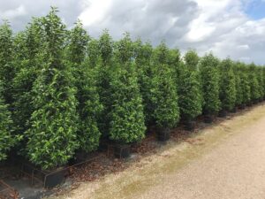 Prunus lus. 'Angustifolia' C20