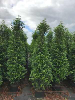 Prunus lus. 'Angustifolia' C20