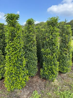 Prunus lusitanica ‘Angustifolia’ kluit