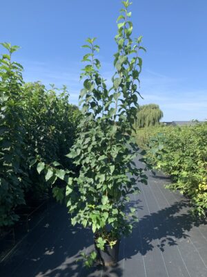 Mespilus germanica C20