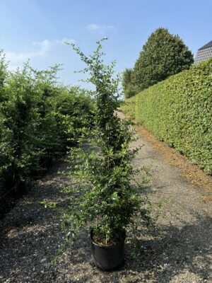 Pyracantha 'Saphyr Jaune' C20