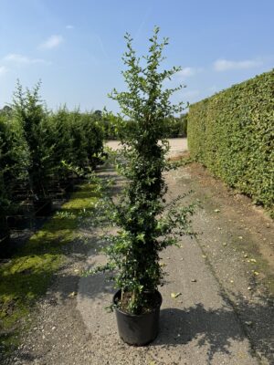 Pyracantha 'Saphyr Orange' C20