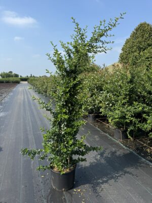 Pyracantha 'Saphyr Rouge' C20