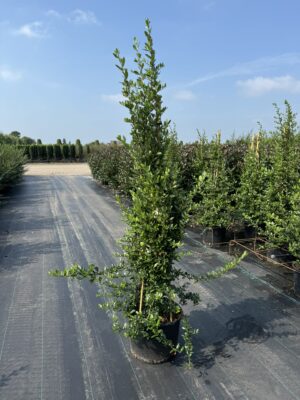 Pyracantha cocc. ‘Red Column’ C20