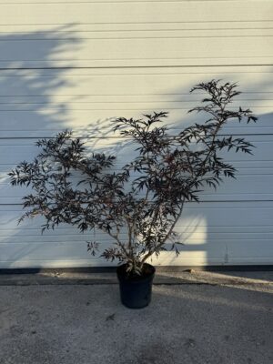 Sambucus nigra 'Black Lace' C12