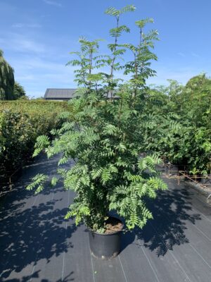 Sorbus aucuparia  C20