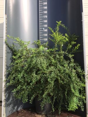 Spiraea cin. 'Grefsheim' C20