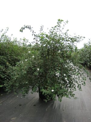 Spiraea vanhouttei C20