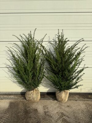 Taxus baccata kluit