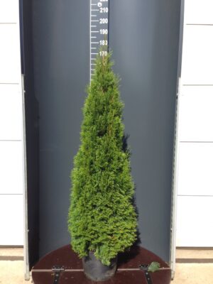 Thuja oc. 'Smaragd' C20