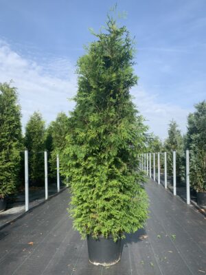 Thuja oc. 'Brabant' C20