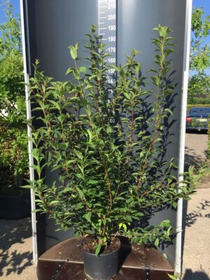 Viburnum bod. 'Charles Lamont' C20