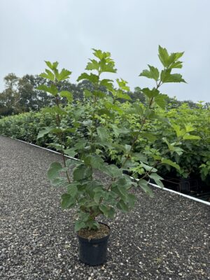 Viburnum opulus C4