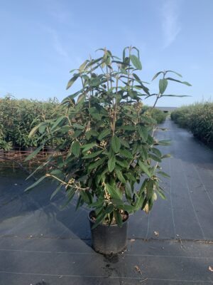 Viburnum rhytidophyllum C20